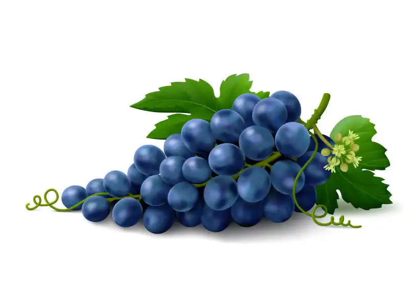 5 Major Resveratrol Benefits for Adults: Wellness Guide